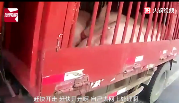 男子高速违停甩锅给“二师兄”：猪太累了，需要休息