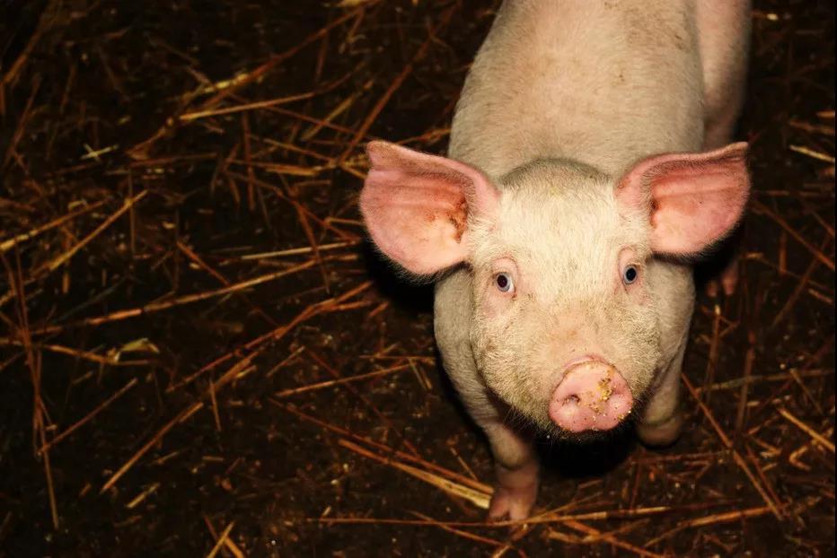猪场高效生物安全不能“偏科”？非洲猪瘟缺乏“定海神针”……