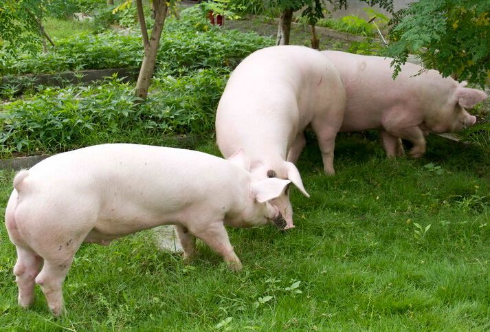 黔南州政府召开非洲猪瘟防控工作专题会