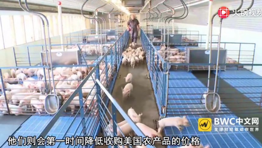 中国买家停购数千吨美国猪肉，美上百个农场破产，事情又有新进展