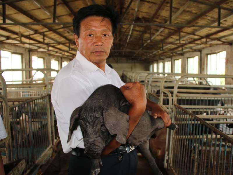 看好行情，补栏谨慎——来自四川成都部分生猪养殖场户的调查