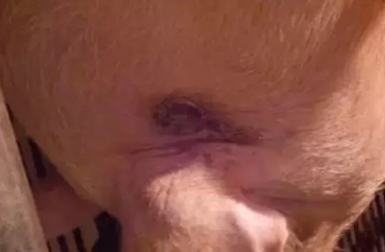 猪好多