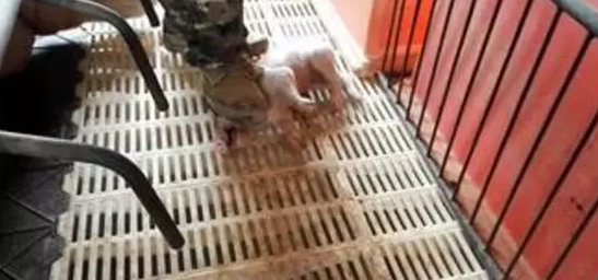 猪好多