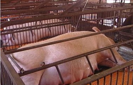 高温对怀孕母猪的饲养管理提出严峻考验，保胎方面应该注意哪些方面呢？