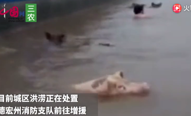 云南盈江遭暴雨袭击 实拍多地受灾：猪牛水中游 城里大浪几米高
