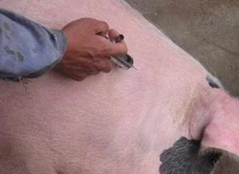 猪不吃食的原因分析，不一定就非要打针！