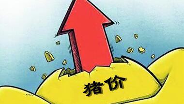 7月1日全国生猪价格平稳运行，7月上涨可能性大！