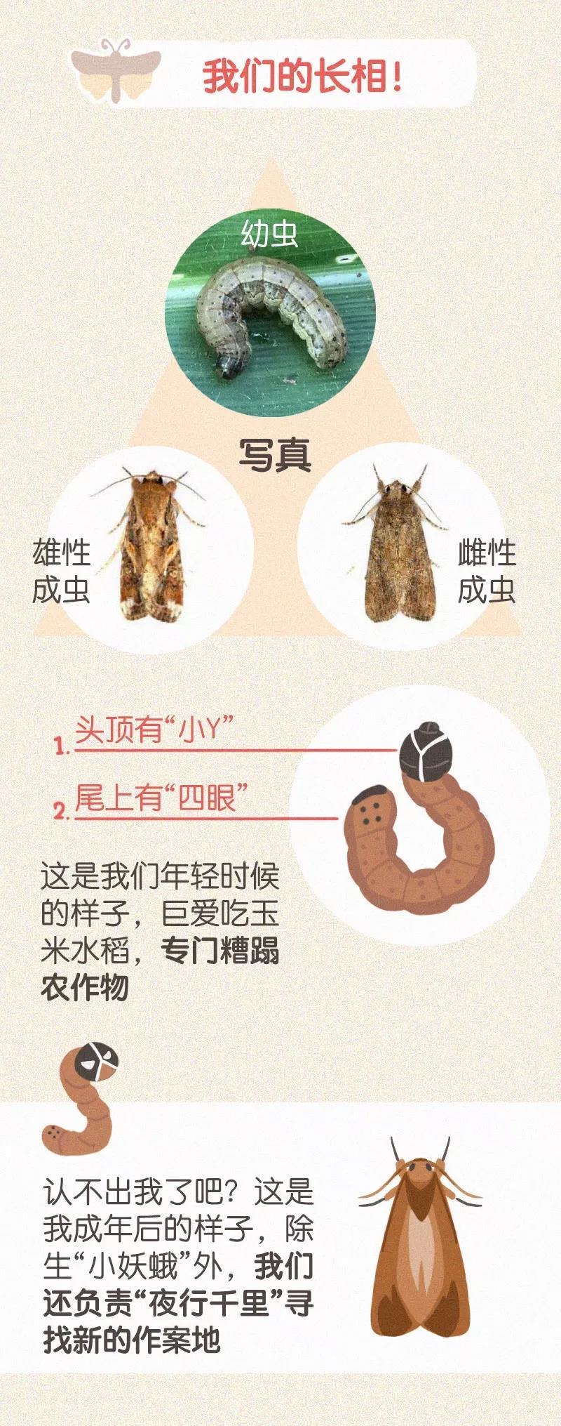 猪好多
