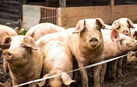 越南总理发布关于非洲猪瘟疫情补贴的相关决定