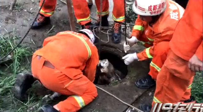 四川彭州：400余斤种猪抢食坠入10米深水井，不幸身亡！