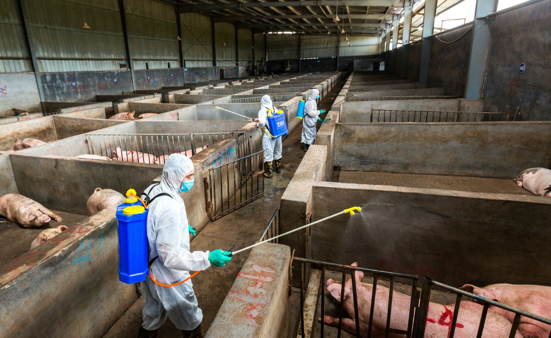 国务院办公厅印发加强非洲猪瘟防控工作意见，全面提升动物疫病防控能力