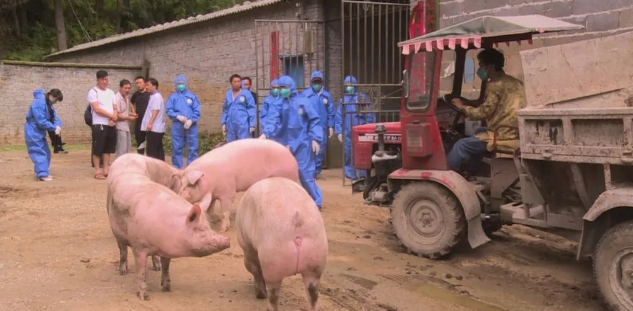 贵州盘州市一养殖场被封锁，30头猪被无害化处理