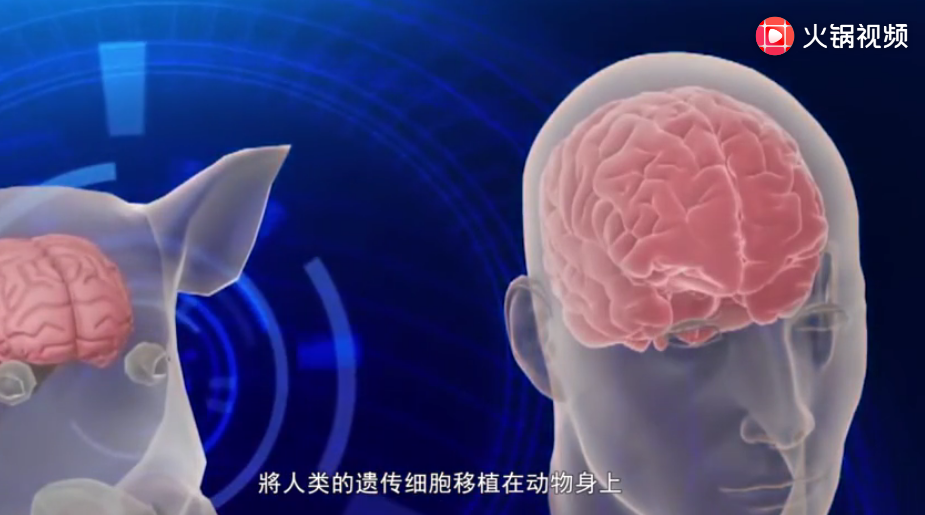日本人养了17头半人半猪，究竟有什么用途，看完让人头皮发麻！