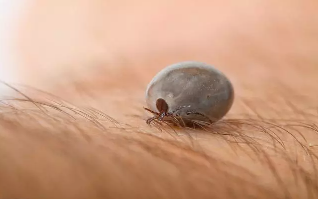 这个虫子很多猪场都有，是非瘟发生的罪魁祸首，专家：3方法清除