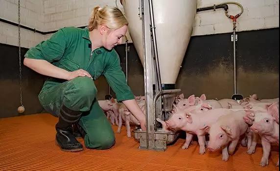 康纳博士谈非洲猪瘟对生物安全意识的影响