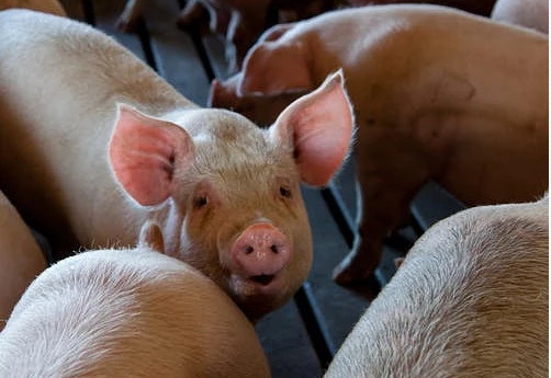 安徽：上半年生猪出栏1420万头，233家屠宰企业已全部派驻官方兽医