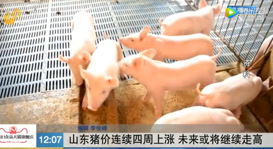 山东猪价连续四周上涨，未来或将继续走高