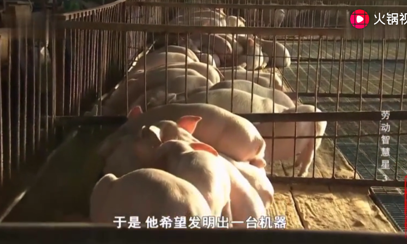 农村大哥的养猪场自动采食器，不仅可以喂饲料，还能给小猪崽喂奶