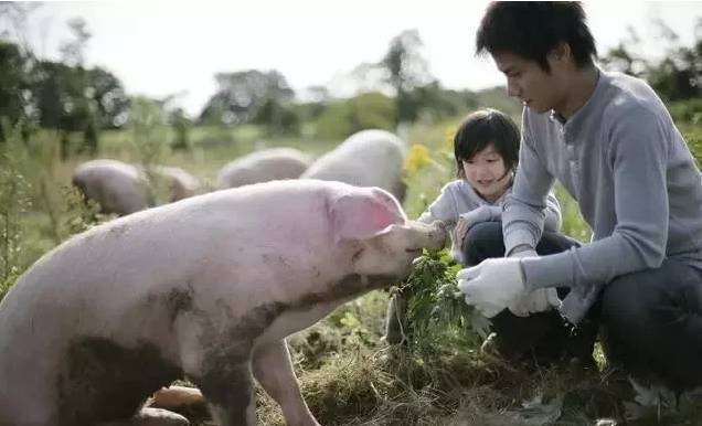 疫情影响生猪供应全面紧缺，多数省份猪价达9元以上