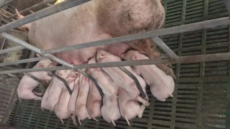 猪场生产性能的重要因素之哺乳母猪饲喂系统（一）