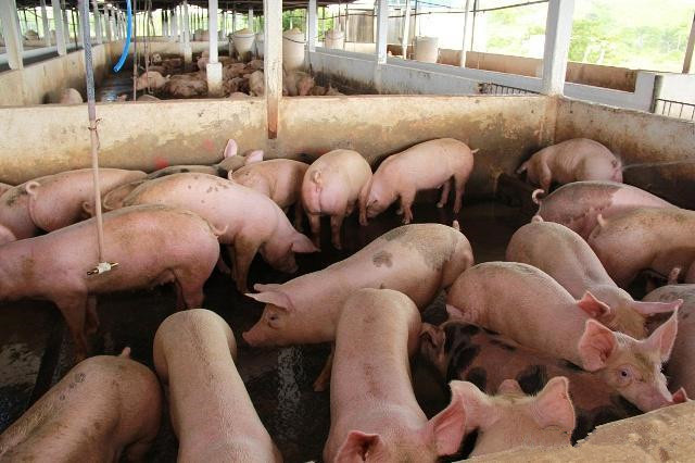 猪肉价上涨70%：猪瘟恐惧下，29家猪肉概念股的蒙眼狂奔