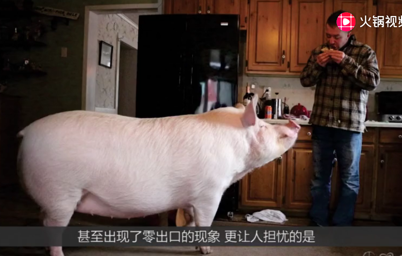 美国再遭重击！百万吨猪肉卖不出去，继豆农后，养猪农也要哭了？