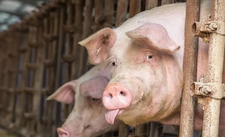 监测人员谈乌克兰非洲猪瘟现状：农场主收到不到1％的现金补偿