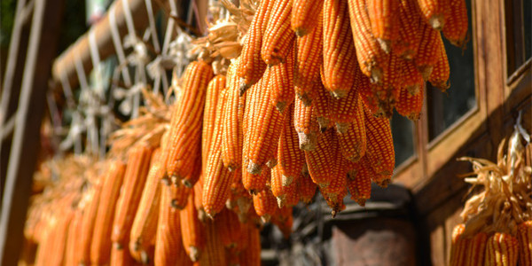 玉米“盘根错节” 市场“望风而动”