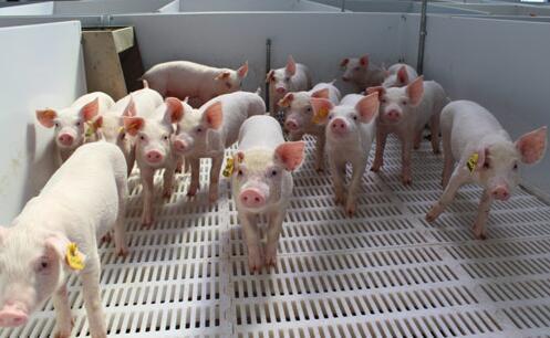 连云港非洲猪瘟疫点复养生猪出栏，专家提醒必须关注两大问题