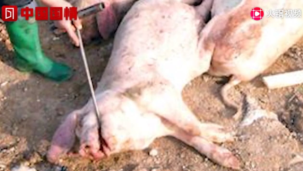 湖南平江：“死猪深埋后又被挖出”？ 当地政府回应