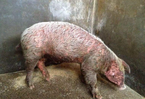 养猪场中常见的皮肤病以及传染性皮肤病的治疗措施