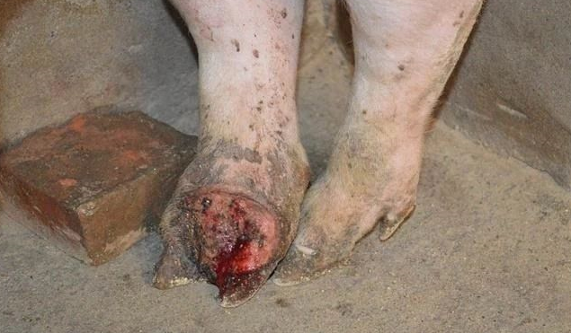 养殖户请注意，猪场感染非瘟的风险到底来自于哪里？
