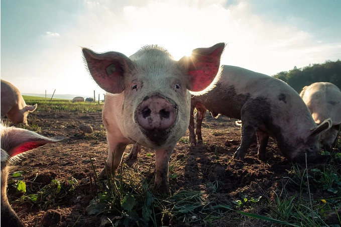 广东：6月份生猪屠宰量和体重均下降,屠企收购均价17.32元/公斤