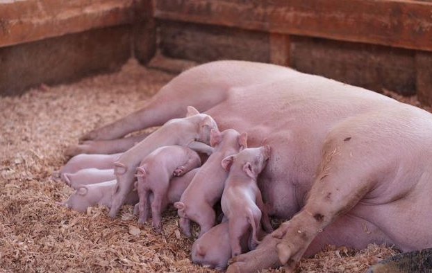 如何判断母猪是不是难产，检查母猪产道及时助产