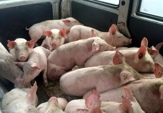 养猪成本在增加 非洲猪瘟影响已成事实，今后养猪应该怎么做？