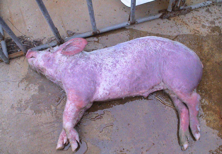 非洲猪瘟症状图片