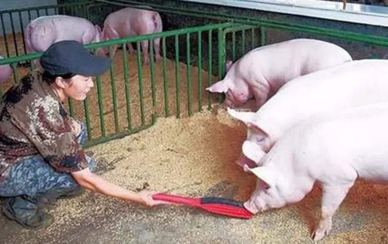 新环保法：生猪年出栏量未达到这个数的不在禁养清理范围！