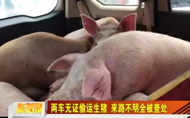 猪好多网