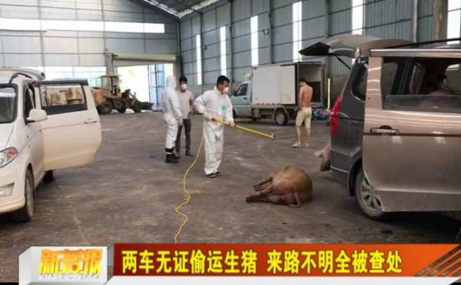 猪好多网