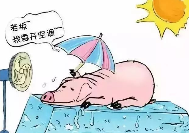 必须掌握猪中暑的症状和防治方法，在盛夏高温应付猪中暑会得心应手