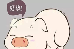 高温天气猪猝死是什么原因？除了降温，还要注意各阶段猪群温度要求