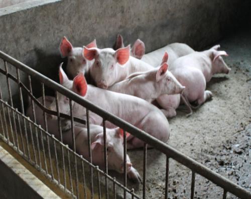 7月19日全国生猪价格稳定为主，供需缺口影响猪价，多地鼓励中小规模猪场养猪