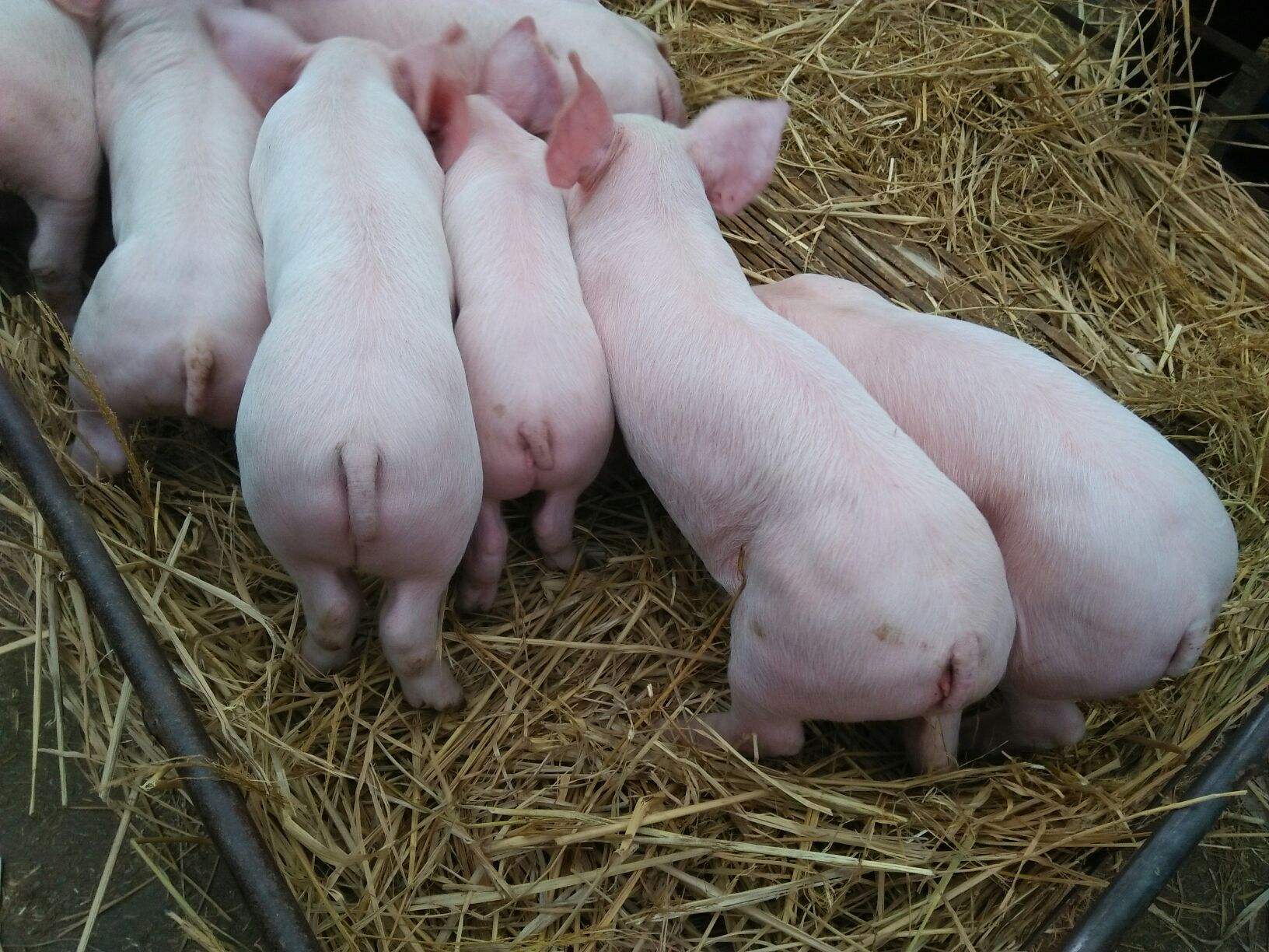 贵州：仔猪价格同比上涨40.51%，养猪户补栏积极性正在增加