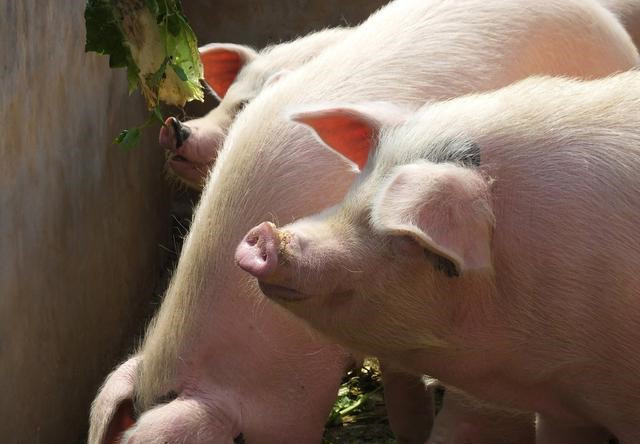 2019年第29周生猪监测：需求带动 肥猪连跌10周后强势反弹