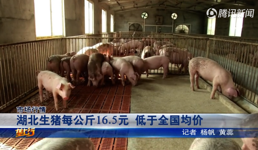 猪价整体上涨！湖北生猪均价达16.5元每公斤！后期走势如何？