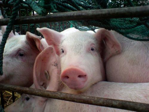 全国哪里猪比较多？9省公布上半年生猪生产情况，北京生猪出栏同比急降76.7%