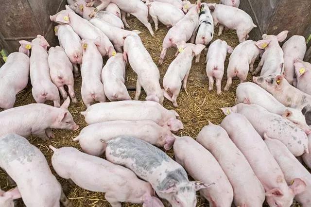 2019上半年四川生猪出栏量2754.4万头，猪价大幅上涨，生猪保供压力大