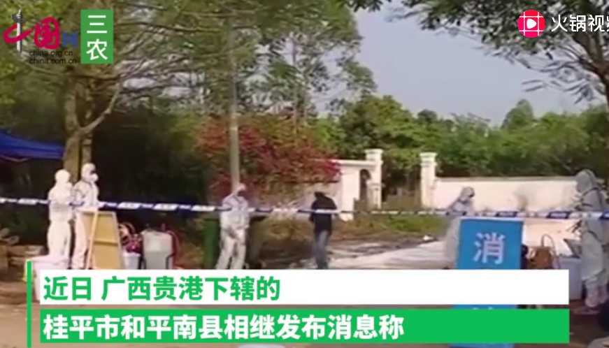 广西多地屠宰场关停 市场全面禁止销售猪肉