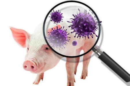 非洲猪瘟病毒潜伏期有多长？它通过哪些方式进入猪场？