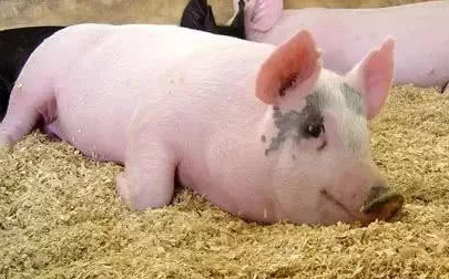 高温高温对猪生长的影响及处理办法，处置不好严重影响养猪效益